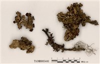 藏品(島衣屬)的圖片